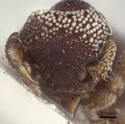 Eurhopalothrix biroi - CASENT0916632