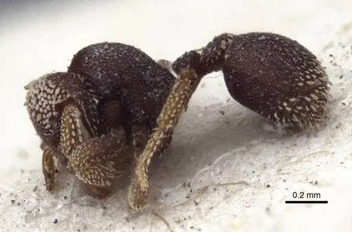 Eurhopalothrix biroi - CASENT0916632