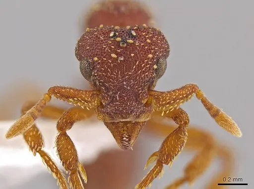 Eurhopalothrix bolaui specimen