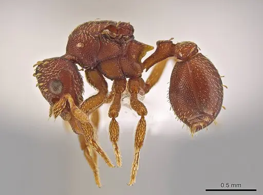 Eurhopalothrix bolaui specimen