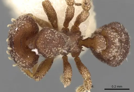 Eurhopalothrix brevicornis specimen