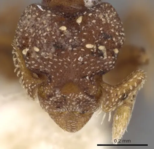 Eurhopalothrix brevicornis specimen