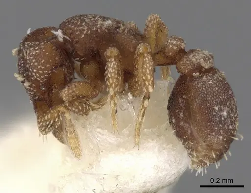 Eurhopalothrix brevicornis specimen