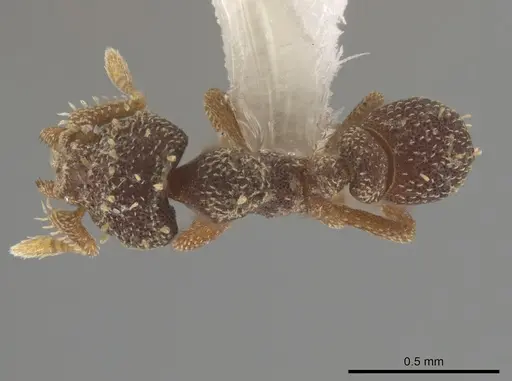 Eurhopalothrix brevicornis - CASENT0434842