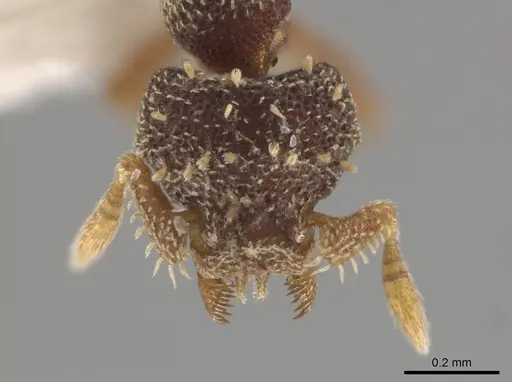 Eurhopalothrix brevicornis - CASENT0434842