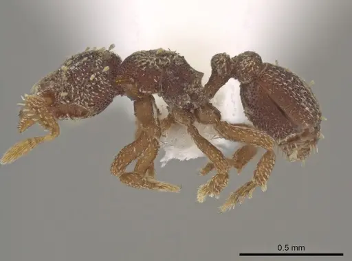 Eurhopalothrix brevicornis - CASENT0434842