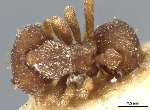 Eurhopalothrix brevicornis - CASENT0904970