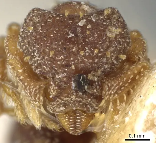 Eurhopalothrix brevicornis - CASENT0904970