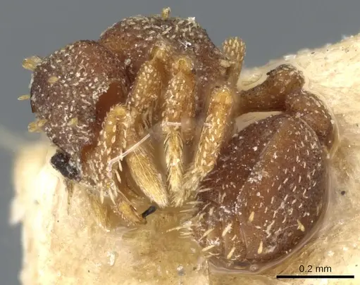 Eurhopalothrix brevicornis - CASENT0904970