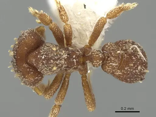 Eurhopalothrix brevicornis - CASENT0914896