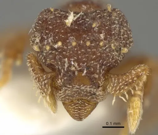 Eurhopalothrix brevicornis - CASENT0914896