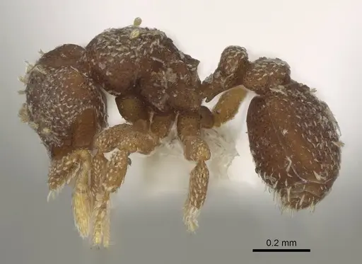 Eurhopalothrix brevicornis - CASENT0914896