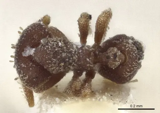 Eurhopalothrix brevicornis - CASENT0916625