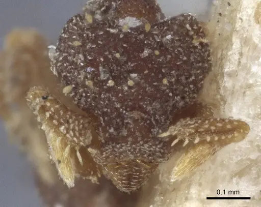 Eurhopalothrix brevicornis - CASENT0916625