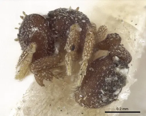 Eurhopalothrix brevicornis - CASENT0916625