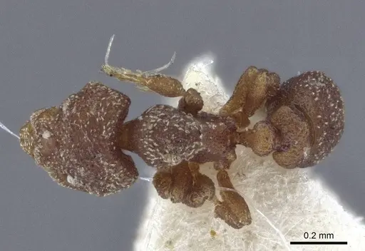 Eurhopalothrix brevicornis - CASENT0916626