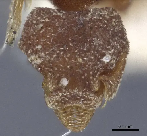 Eurhopalothrix brevicornis - CASENT0916626