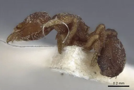 Eurhopalothrix brevicornis - CASENT0916626