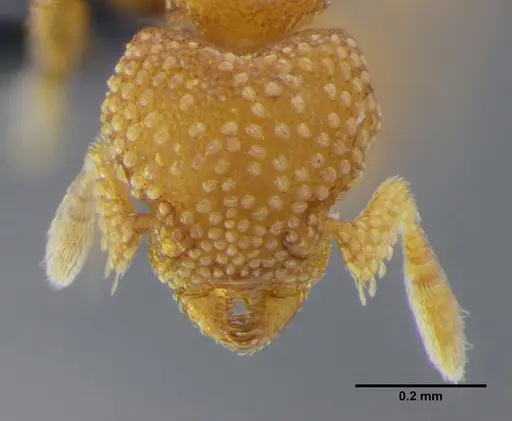 Eurhopalothrix bruchi specimen