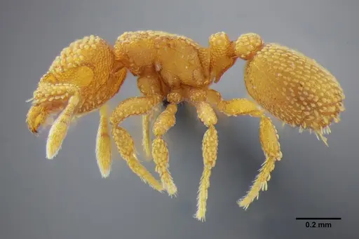 Eurhopalothrix bruchi specimen