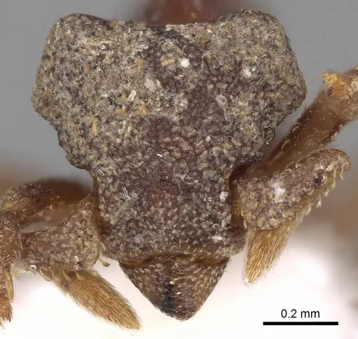 Eurhopalothrix caledonica specimen