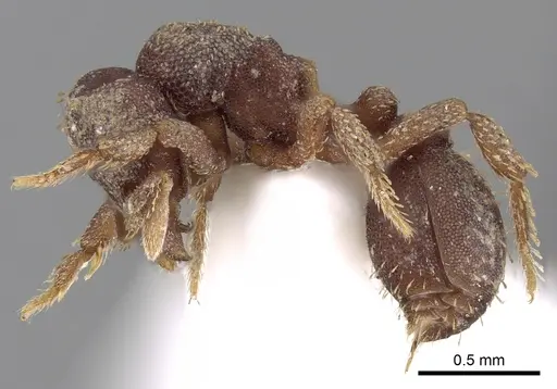 Eurhopalothrix caledonica specimen