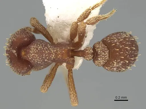 Eurhopalothrix caledonica - CASENT0914897