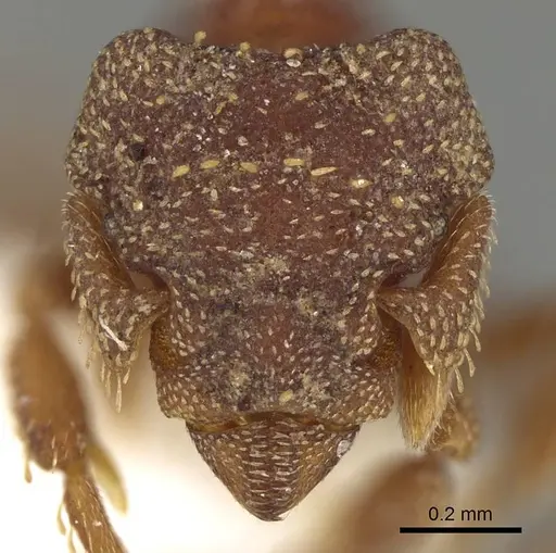 Eurhopalothrix caledonica - CASENT0914897