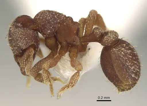 Eurhopalothrix caledonica - CASENT0914897