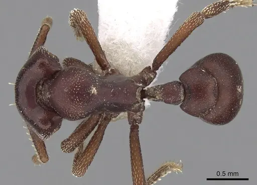 Eurhopalothrix chapmani specimen