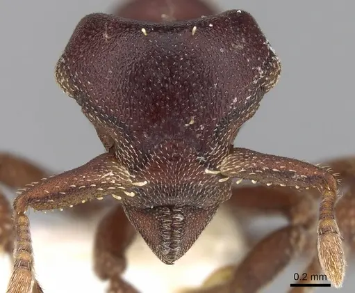 Eurhopalothrix chapmani specimen