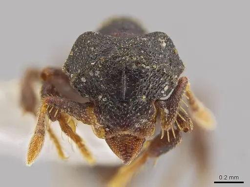 Eurhopalothrix cimu specimen