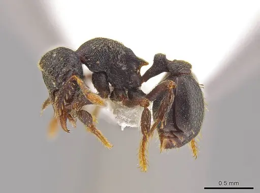 Eurhopalothrix cimu specimen