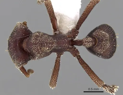 Eurhopalothrix cinnamea specimen