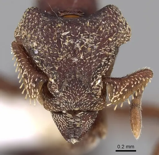 Eurhopalothrix cinnamea specimen