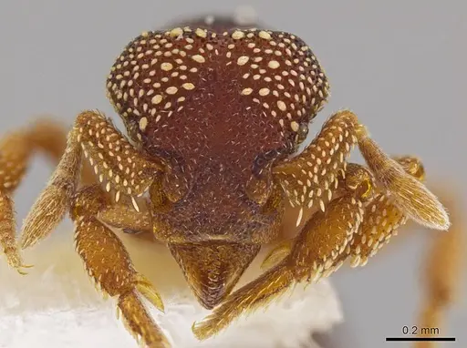 Eurhopalothrix circumcapillum specimen