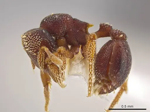 Eurhopalothrix circumcapillum specimen