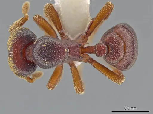 Eurhopalothrix circumcapillum - CASENT0639417