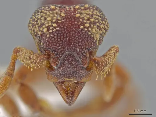 Eurhopalothrix circumcapillum - CASENT0639417