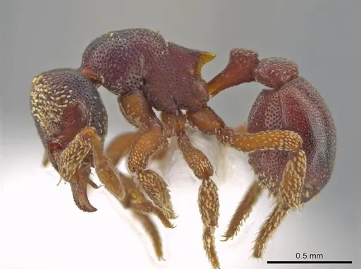 Eurhopalothrix circumcapillum - CASENT0639417