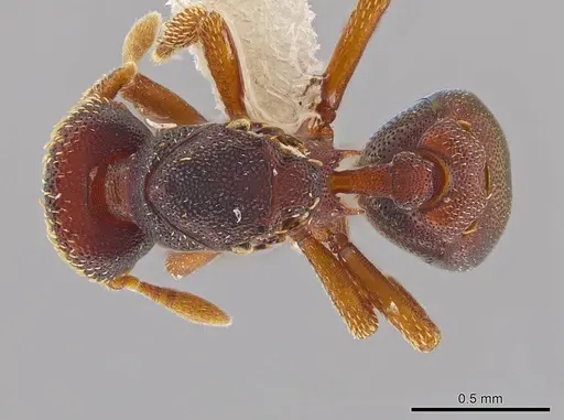 Eurhopalothrix circumcapillum - JTLC000005382