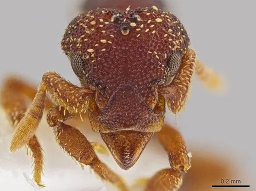 Eurhopalothrix circumcapillum - JTLC000005382