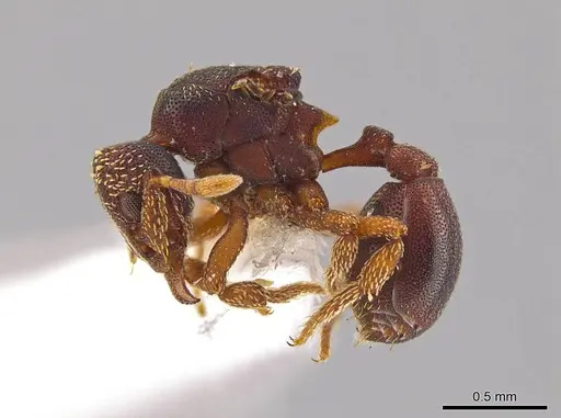 Eurhopalothrix circumcapillum - JTLC000005382