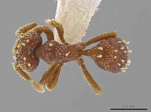 Eurhopalothrix clypeata specimen