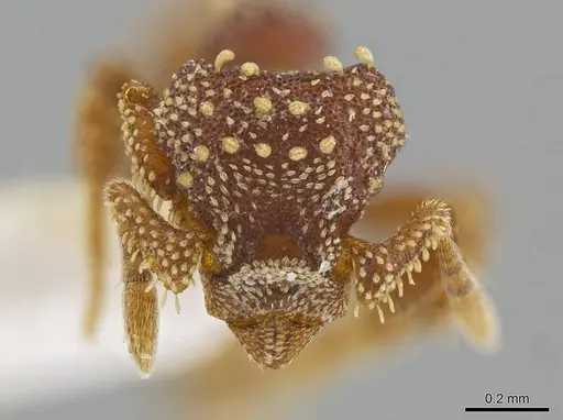 Eurhopalothrix clypeata specimen