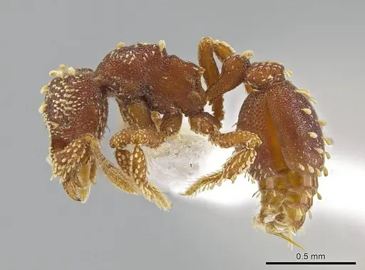 Eurhopalothrix clypeata specimen