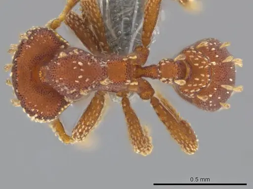 Eurhopalothrix clypeata - UFV-LABECOL-000773