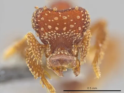 Eurhopalothrix clypeata - UFV-LABECOL-000773