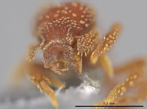 Eurhopalothrix clypeata - UFV-LABECOL-000773