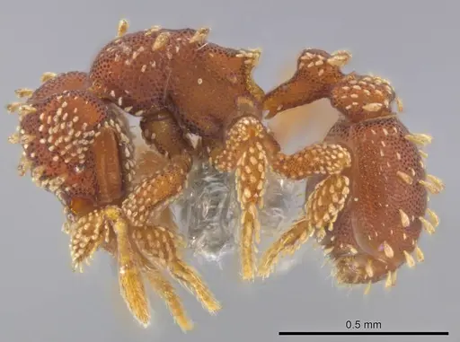 Eurhopalothrix clypeata - UFV-LABECOL-000773